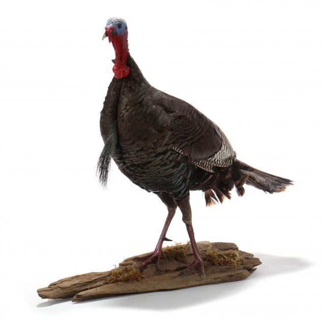 wandering-turkey-taxidermy