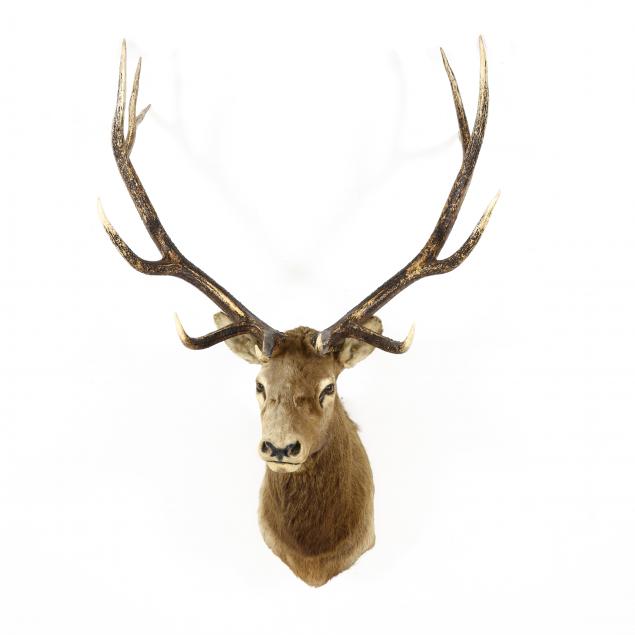 rocky-mountain-elk-shoulder-mount-taxidermy