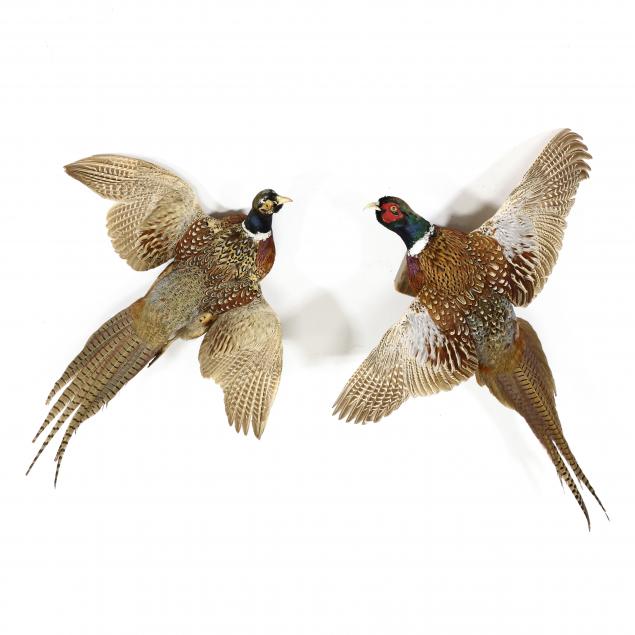 flying-ringneck-pheasant-taxidermy-pair