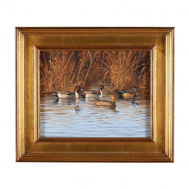 guy-crittenden-american-wood-ducks-and-pintails-swimming