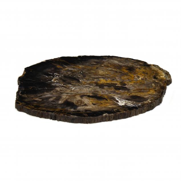 large-polished-petrified-wood-slab