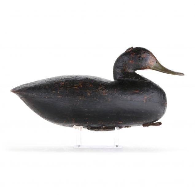 early-hollow-virginia-black-duck