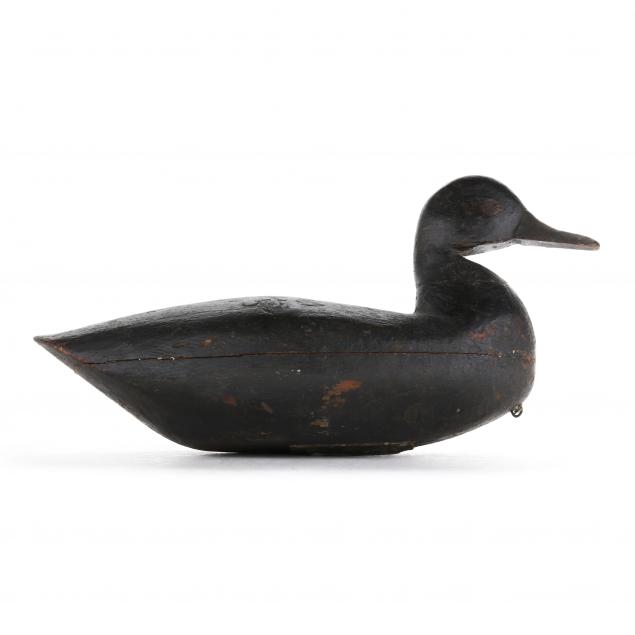 early-north-hampton-county-black-duck