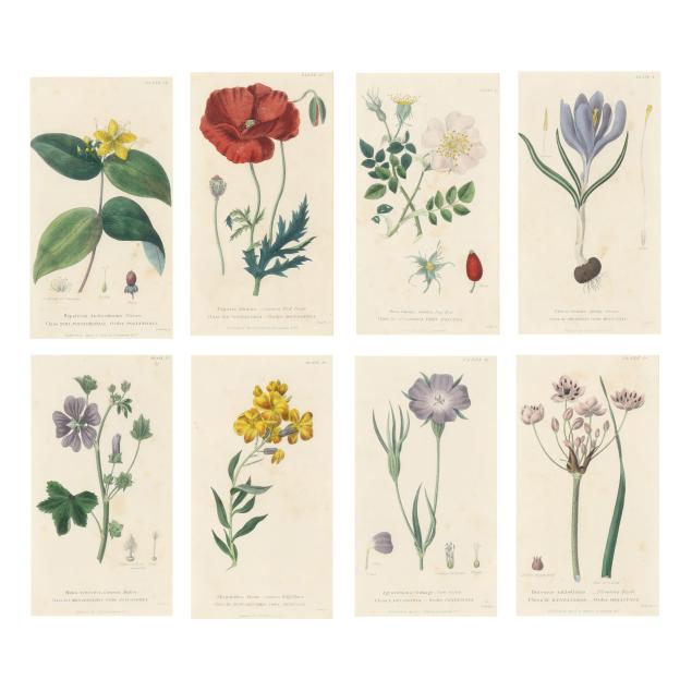 eight-botanical-plates-from-i-conversations-on-botany-i