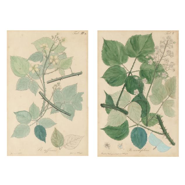 w-engels-german-19th-century-pair-of-botanical-etchings