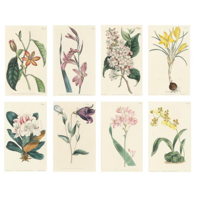 eight-plates-from-william-curtis-i-botanical-magazine-i