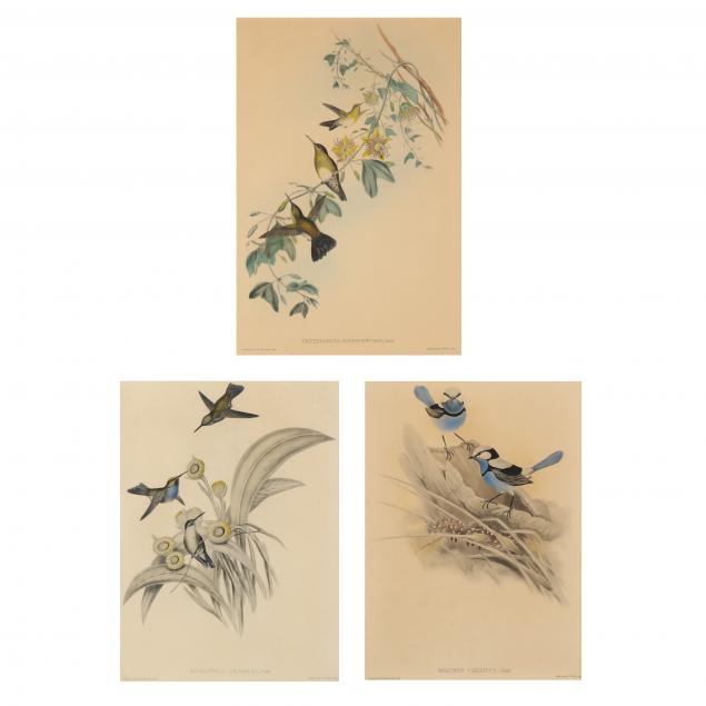 three-gould-and-richter-ornithological-lithographs