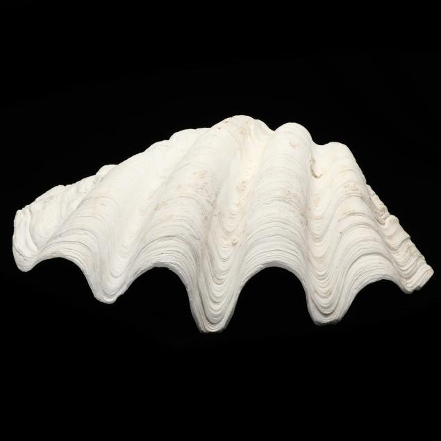 a-giant-clam-shell-i-tridacna-gigas-i