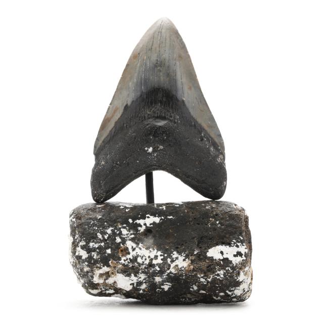 high-grade-north-carolina-megalodon-tooth-on-custom-stand