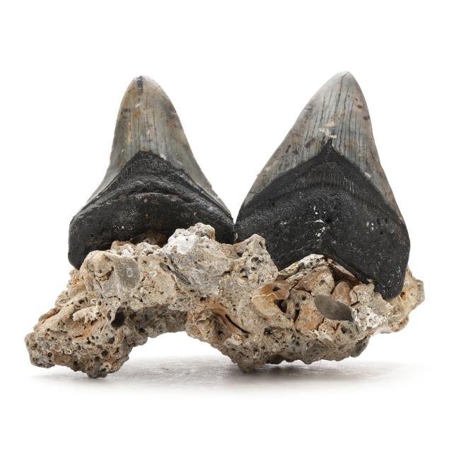 two-north-carolina-megalodon-teeth-on-shell-concretion