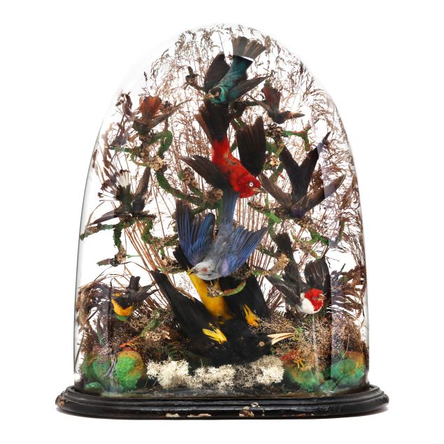 antique-cloche-avian-taxidermy-display