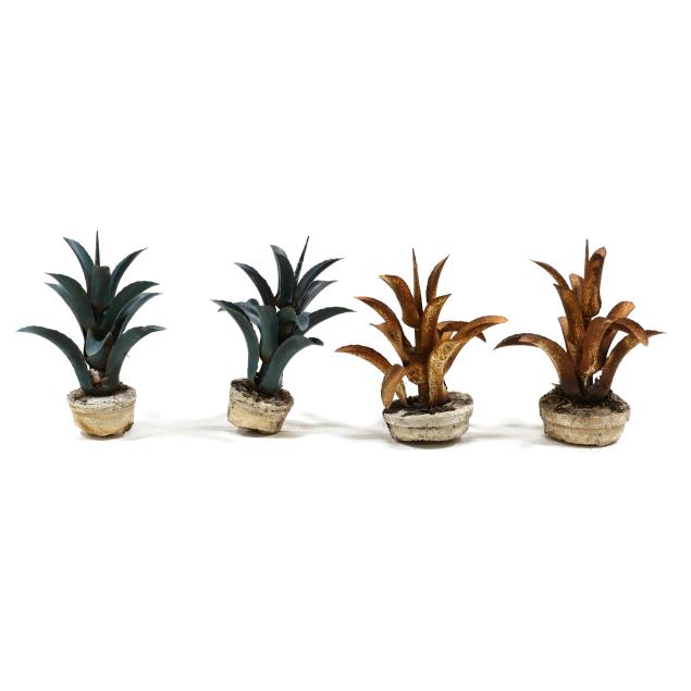 four-painted-iron-aloe-plants