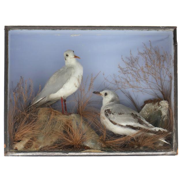 antique-taxidermy-diorama-of-seagulls