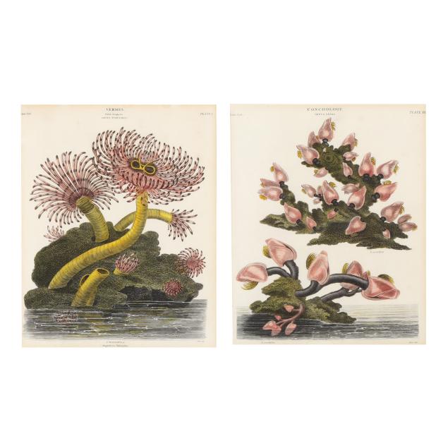 thomas-milton-english-1743-1827-pair-of-botanical-engravings