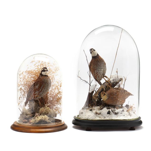 two-taxidermy-displays-featuring-bobwhite-quail-under-cloche