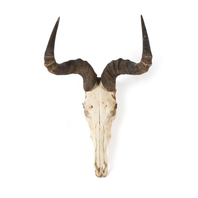 a-vintage-taxidermy-skull