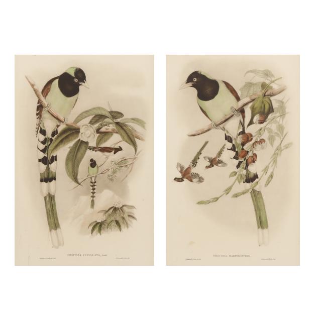 after-gould-and-richter-pair-of-framed-magpie-prints