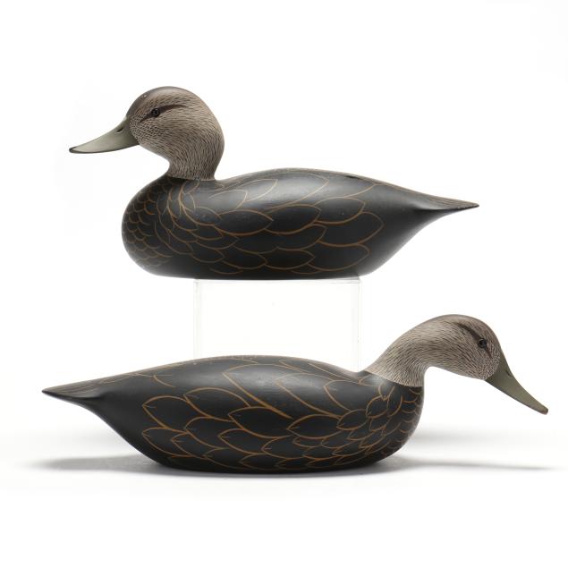 ross-dedekind-va-pair-of-black-ducks