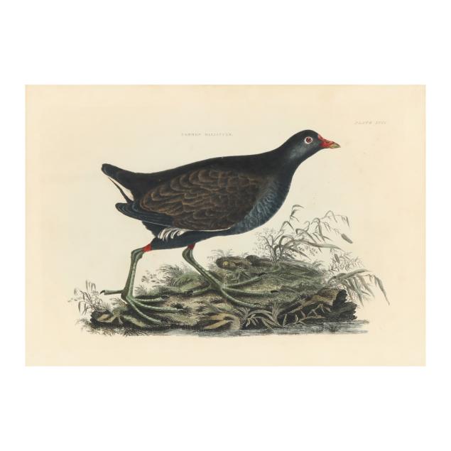 after-prideaux-john-selby-english-1788-1867-i-common-gallinule-i