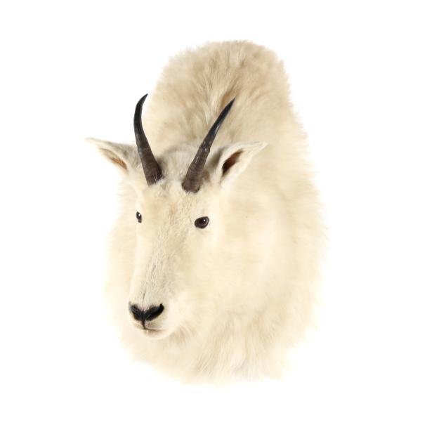 alaskan-rocky-mountain-goat-taxidermy