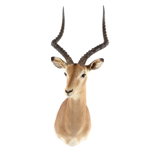 african-impala-taxidermy