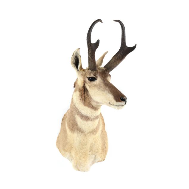 new-mexico-pronghorn-antelope-taxidermy