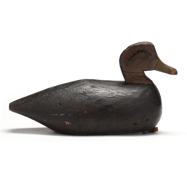 early-long-island-black-duck