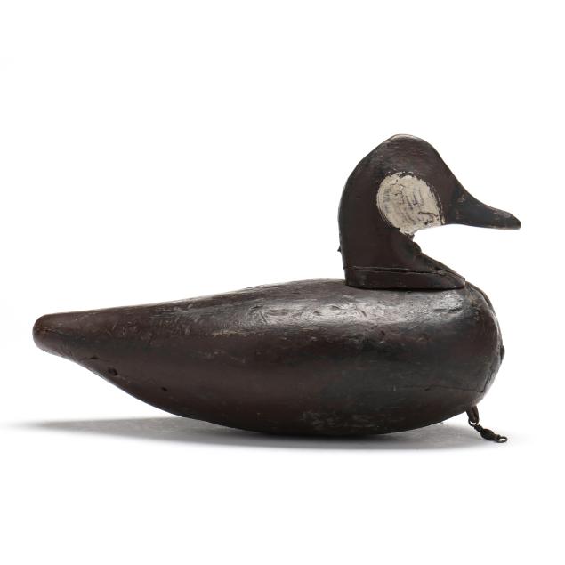 back-bay-va-ruddy-duck