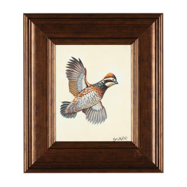 s-carr-american-bobwhite-quail-in-flight