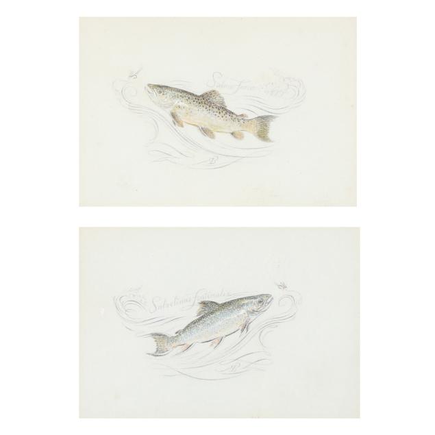 pair-of-vintage-trout-drawings-i-salmo-fario-salvelinus-fontinalis-i