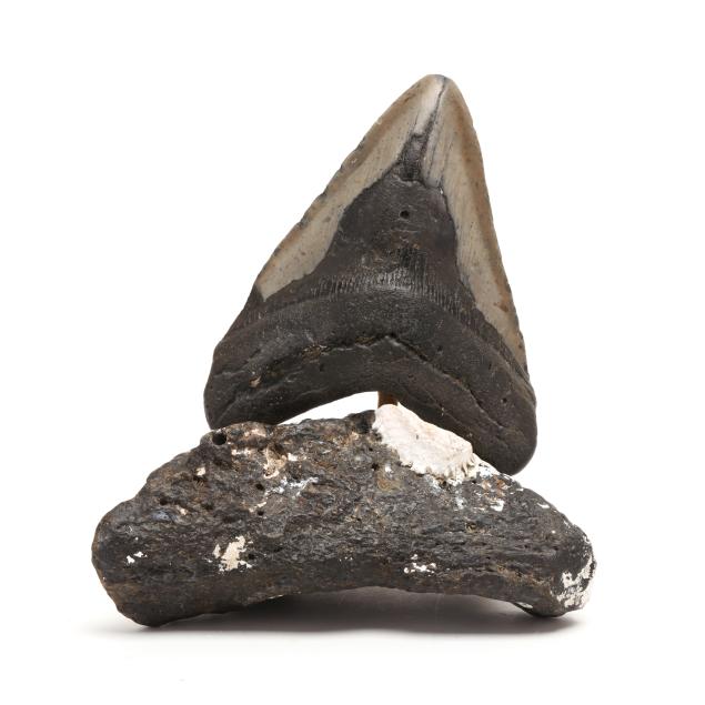 a-large-megalodon-tooth-on-a-natural-base