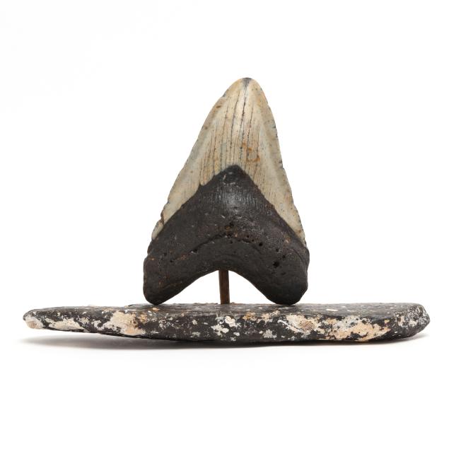 a-magnificently-tall-megalodon-tooth-on-a-fossilized-base