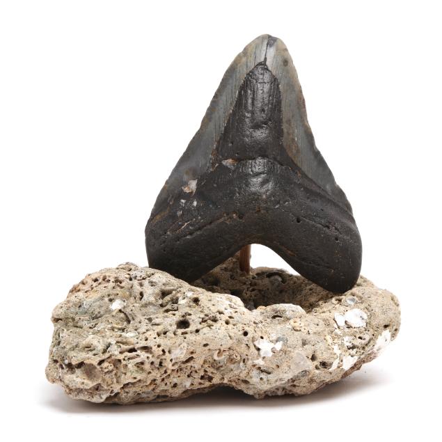 a-large-north-carolina-megalodon-tooth-displayed-on-a-marine-base