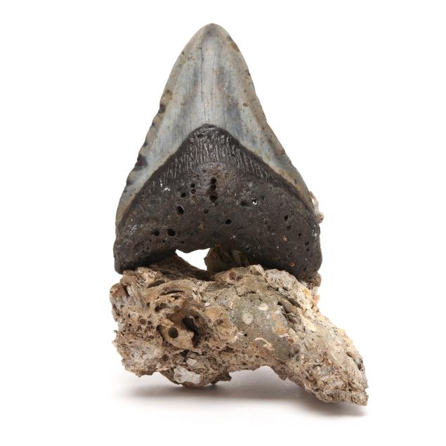 a-spectacular-fossilized-north-carolina-megalodon-tooth