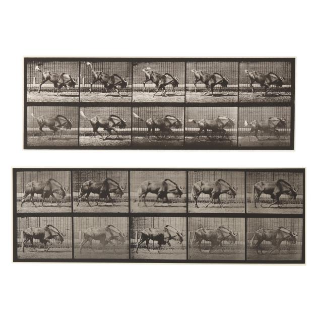 eadweard-muybridge-american-british-1830-1904-i-gnu-walking-i-and-i-gnu-bucking-and-galloping-i-from-i-animal-locomotion-i-two-works