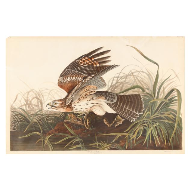 john-james-audubon-american-1785-1851-i-winter-hawk-i-havell-edition