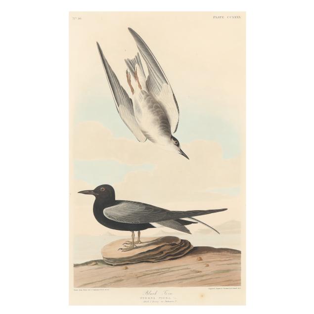 john-james-audubon-american-1785-1851-i-black-tern-i-havell-edition