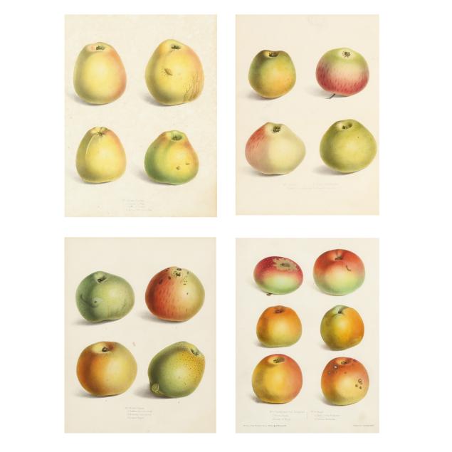 four-lithographs-from-i-pyrus-malus-brentfordiensis-a-concise-description-of-selected-apples-i