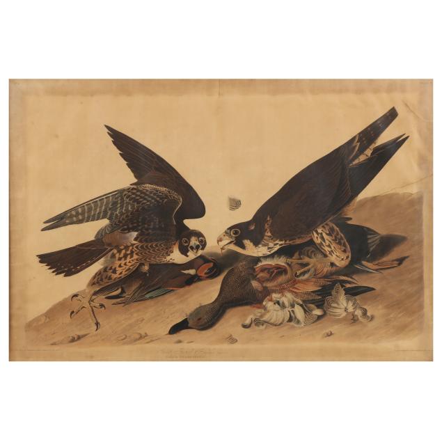 john-james-audubon-american-1785-1851-i-great-footed-hawk-i-havell-edition