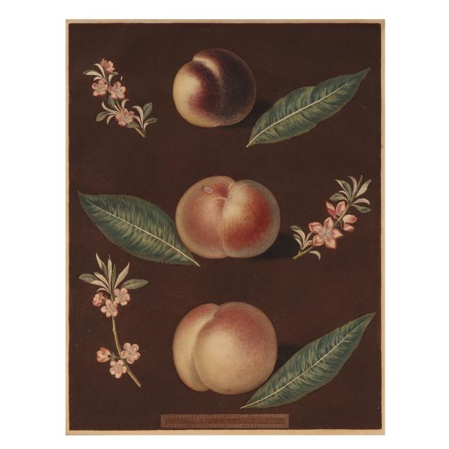 george-brookshaw-british-1751-1823-i-peach-i