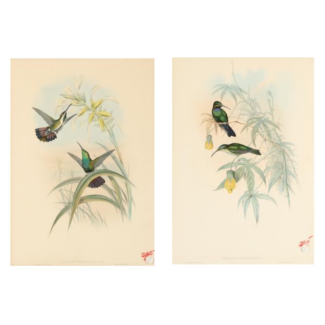 two-gould-and-richter-hummingbird-lithographs