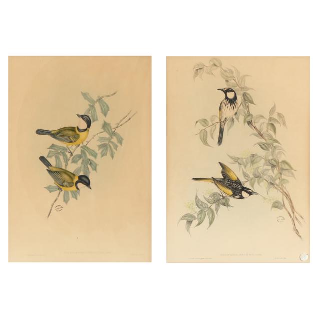 two-gould-and-richter-bird-lithographs