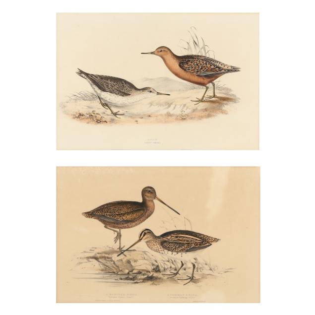 pair-of-j-e-gould-bird-lithographs