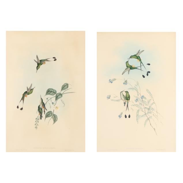 two-gould-and-richter-hummingbird-lithographs