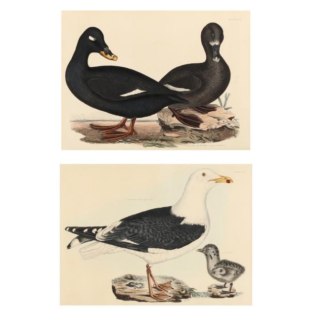 prideaux-john-selby-english-1788-1867-two-ornithological-prints