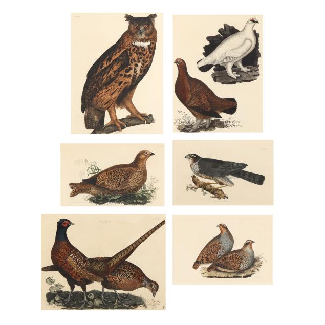 prideaux-john-selby-english-1788-1867-six-ornithological-prints