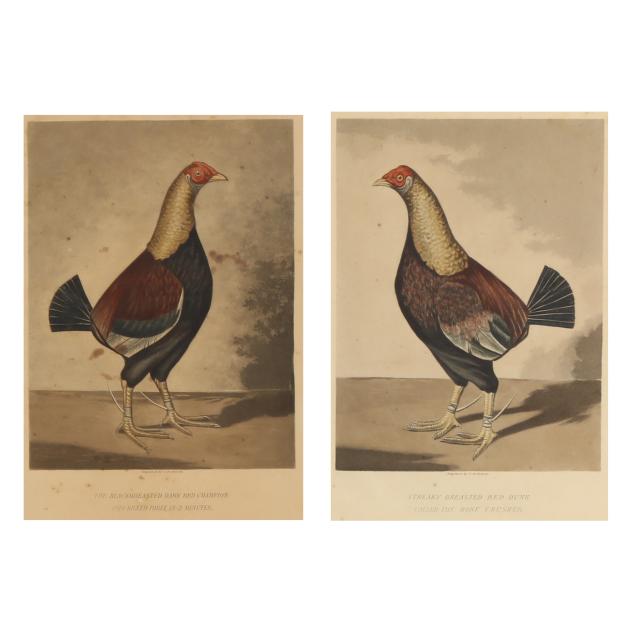 c-r-stock-english-late-19th-century-pair-of-cock-fighting-portraits