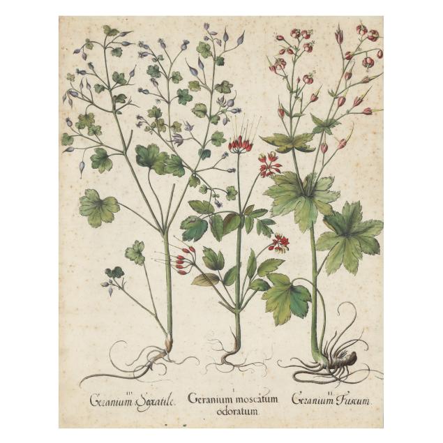 basilius-besler-german-1561-1629-i-geranium-moscatum-odoratum-germanium-fuscum-germanium-saxatile-i