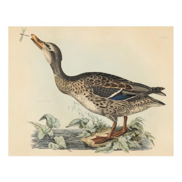 prideaux-john-selby-british-1788-1867-i-wild-duck-i